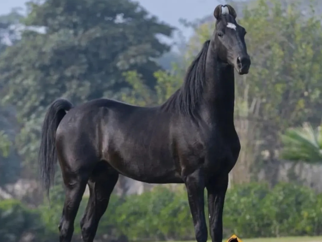 Stallion Shahbazz - 15 करोड़ का घोड़ा आया पुष्कर मेले में। Image Credit -Social Media
