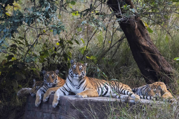National Park or Tiger Reserve जानिए भारत के बेहतरीन वाइल्डलाइफ..... Image Credit -Pixabay